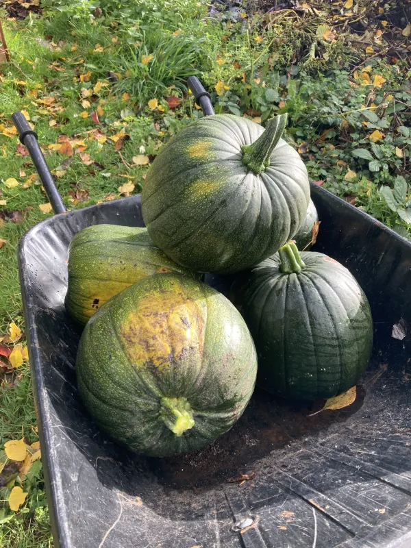 Farm-to-table dining experience